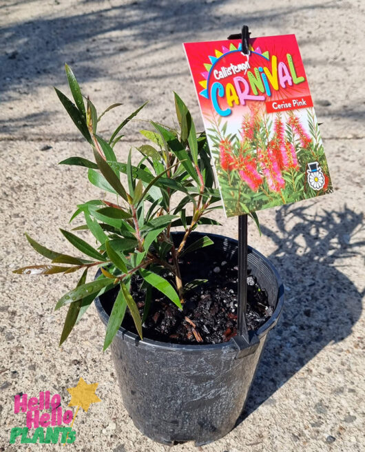 Hello Hello Plants Callistemon ‘Carnival Cerise Pink’ 6″ Pot