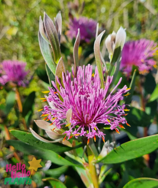 Hello Hello Plants Isopogon ‘Pink Bouquet’ Flower closeup