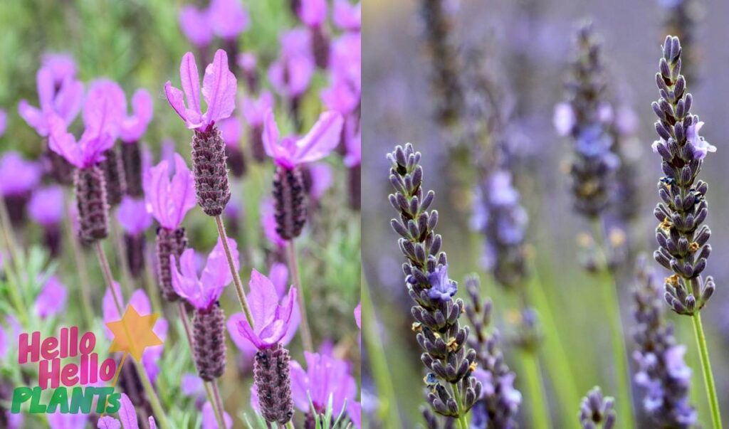 Lavandula - Lavender - Hello Hello Plants & Garden Supplies