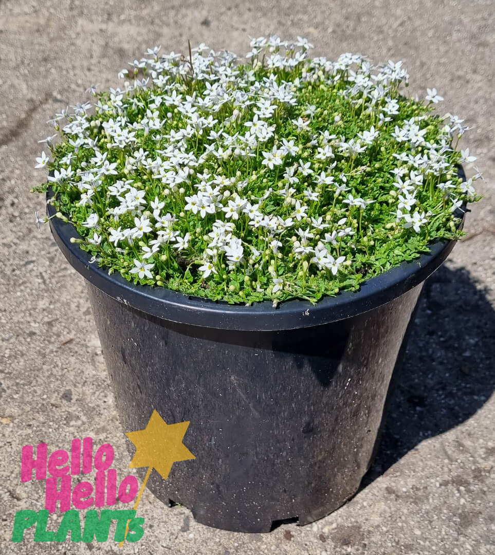 Pratia angulata - White Star Creeper (3.5 Pot)