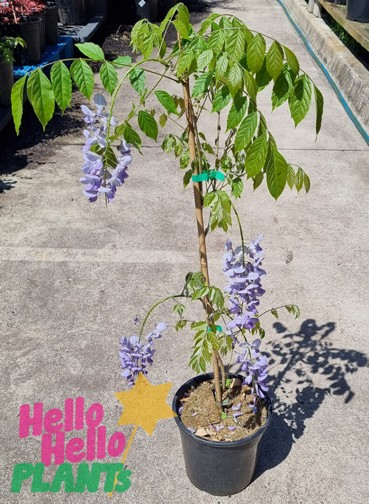 Wisteria Sinensis Purple Chinese Wisteria Pot Hello Hello Plants