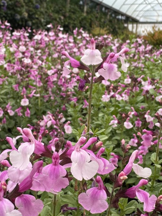 A field of pink and white flowers in bloom, featuring a greenhouse in the background, highlights the delicate beauty of Rose 'Iceberg' Standard 4ft (Eco Grade) blossoms.