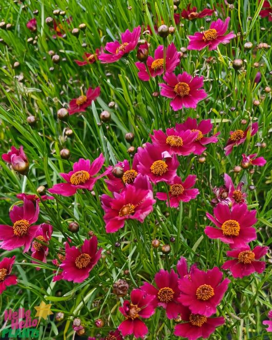 In a 6" pot, the bright pink Coreopsis 'Burgundy Bliss' blooms with yellow-centered flowers among green grass, featuring vibrant petals and buds ready to blossom.