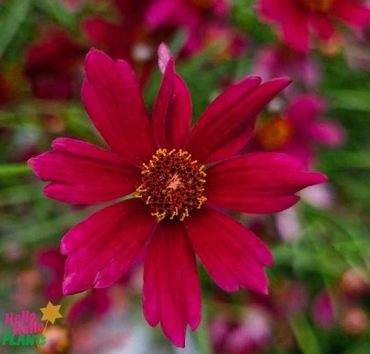 A Coreopsis 'Burgundy Bliss' in a 6" pot features vibrant red blooms with a yellow-centered disc and narrow petals, set against a blurred green and maroon background.