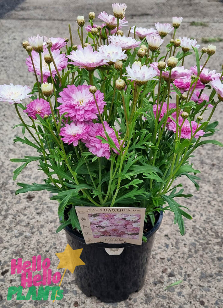 Argyranthemum Spider Pink Marguerite Daisy 6 Pot Hello Hello Plants 8142