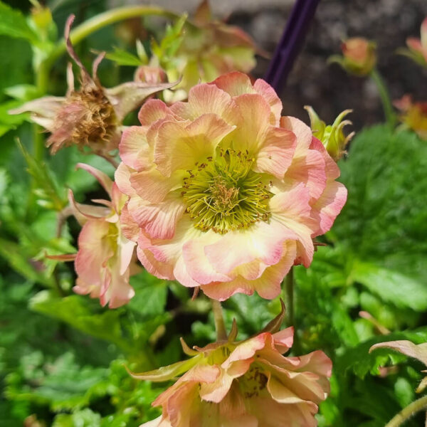 Geum Jazzy™ Cosmopolitan 6 Pot Hello Hello Plants 7612