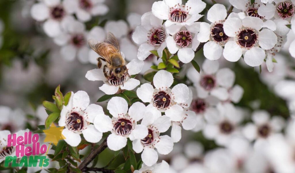 Hello Hello Plants Nursery Campbellfield Melbourne Victoria Australia Leptospermum manuka bee on white flower tea tree flower