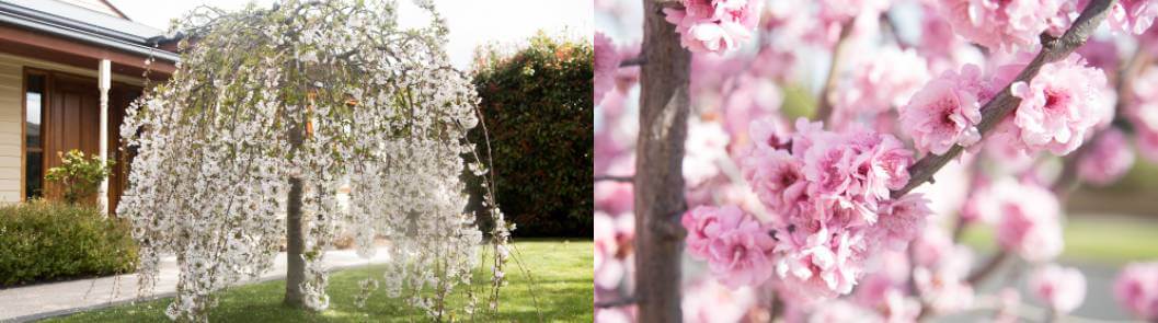 Hello Hello Plants Nursery Campbellfield Melbourne Victoria Australia Prunus cherry weeping cherry blossoms