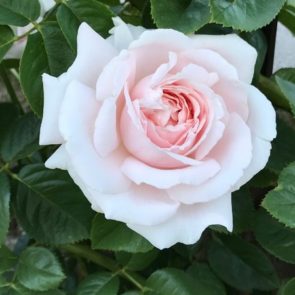 Rose 'First Love' Bush Form - Hello Hello Plants & Garden Supplies