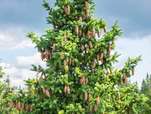 A tall evergreen Picea 'Norway Spruce' tree, with dense foliage and numerous brown pine cones, set against a cloudy sky, makes a perfect centerpiece for a 10" pot.