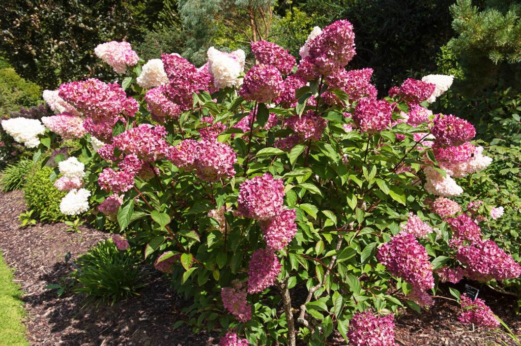 Hydrangea 'Sundae Fraise' 8