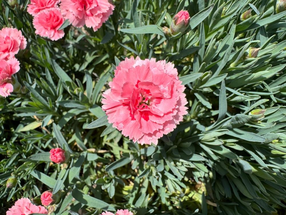 Close-up of Dianthus 'Pink' Carnation flowers blooming among green foliage in a 6" pot garden. The main flower, a vivid Dianthus, is fully opened and surrounded by several budding blooms.