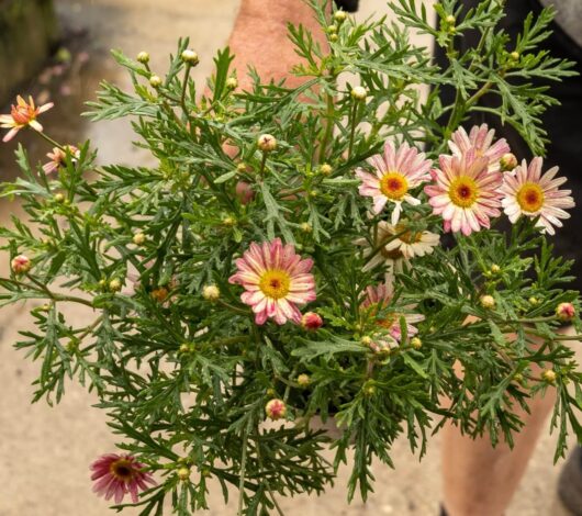 Argyranthemum 'Colourful Assorted' Marguerite Daisy 6" Pot