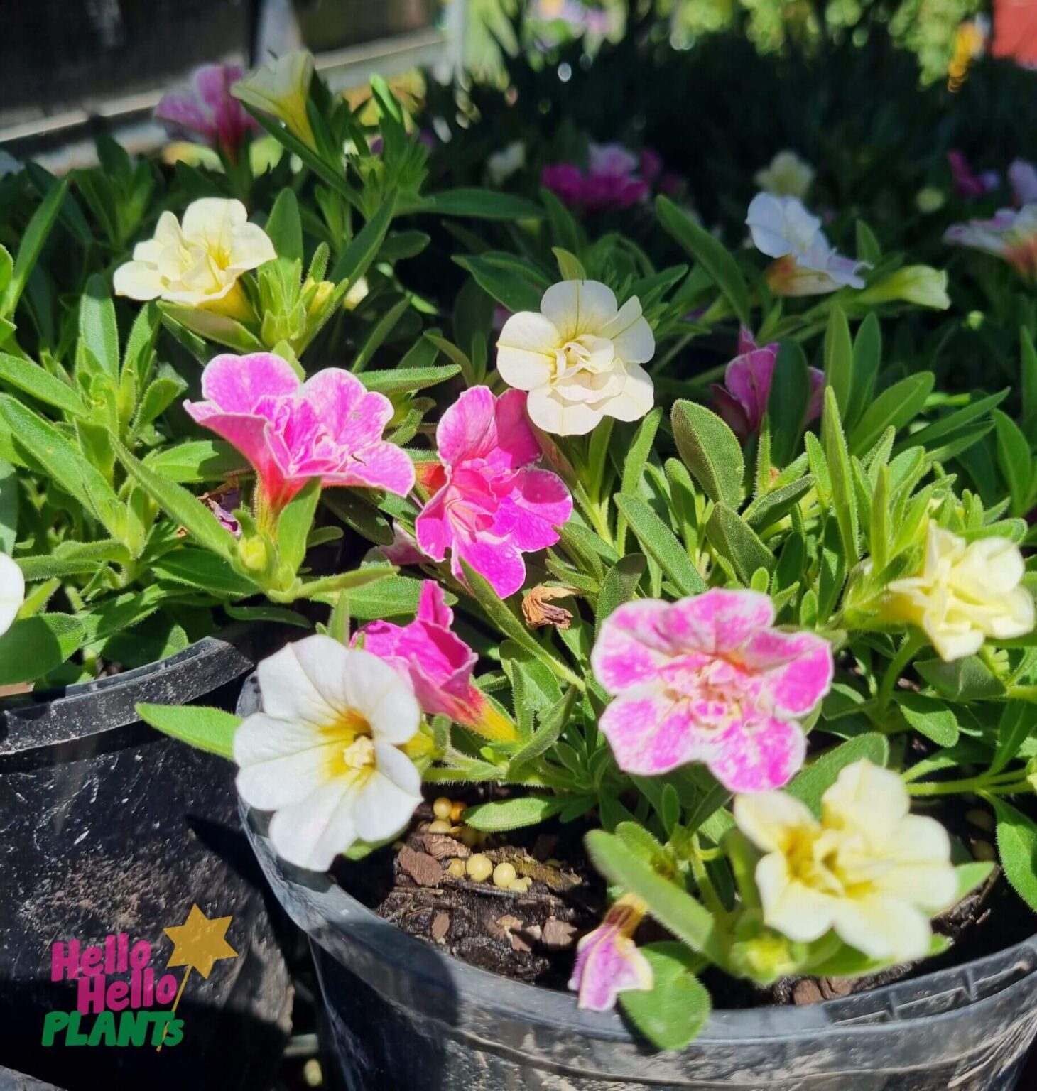 Calibrachoa Assorted 6 Pot Hello Hello Plants   Hello Hello Plants Nursery Melbourne Victoria Australia Calibrachoa Hybrid Assorted Mixed Calibrachoa 1460x1536 