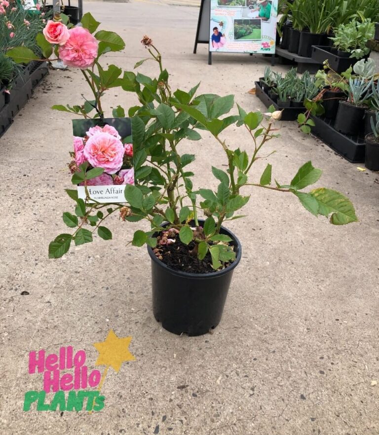 Rose 'Love Affair' Bush Form - Hello Hello Plants