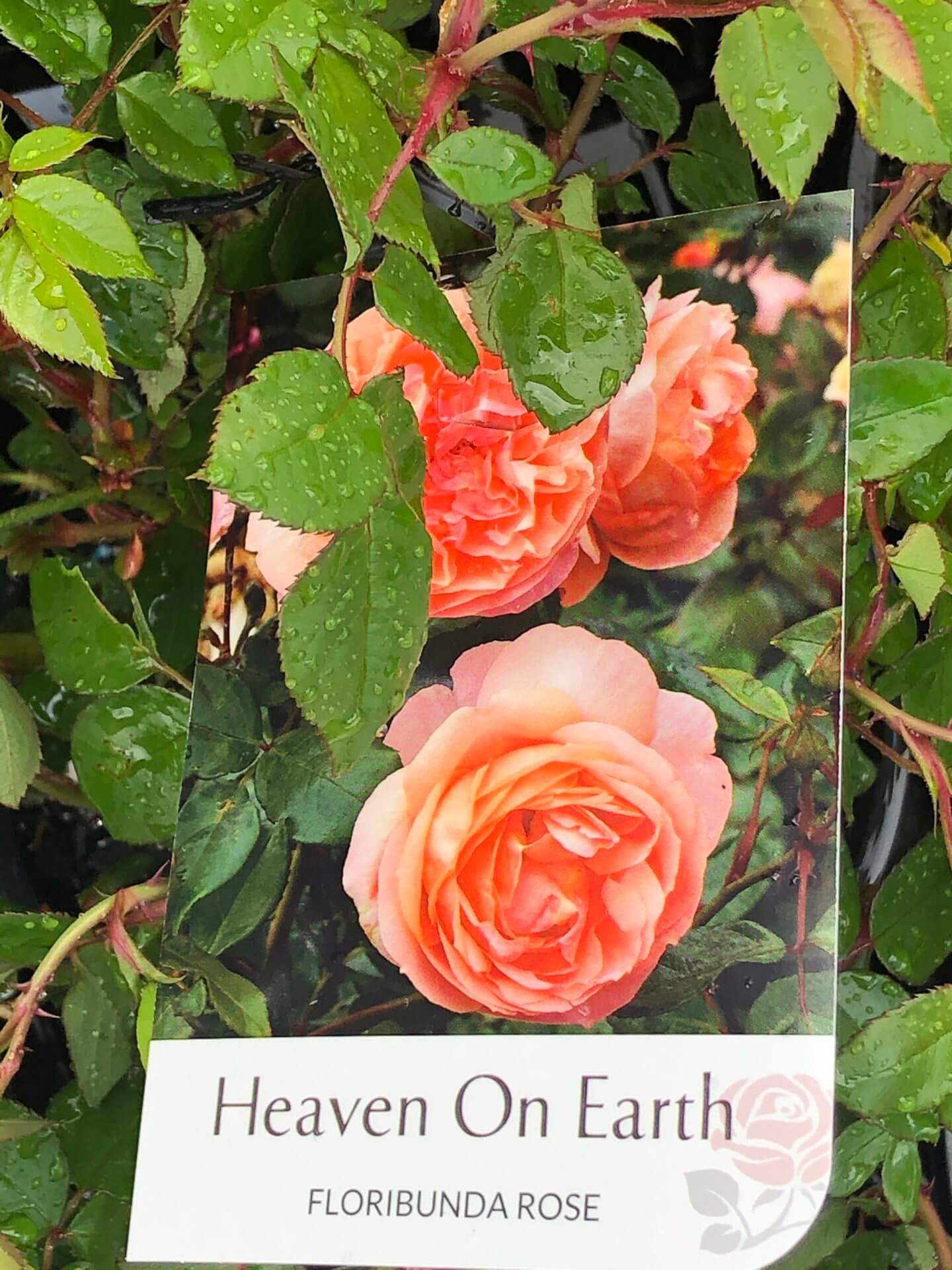 Rose Heaven On Earth Pbr Bush Form Hello Hello Plants And Garden Supplies