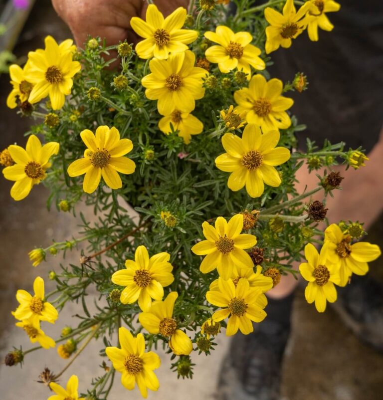 Bidens 'Yellow' 6