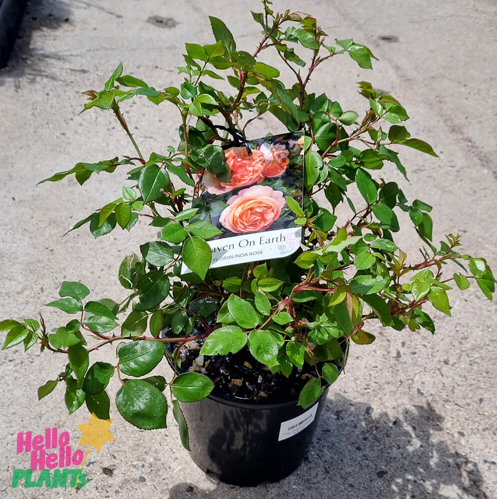 Rose 'Heaven on Earth' PBR 3ft Standard Growers Flash Sale! - Hello ...