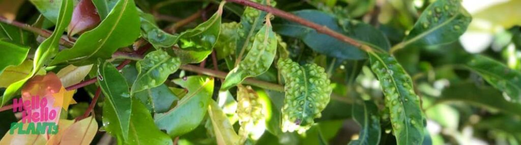 Psyllids What Are They And How To Get Rid Of Them