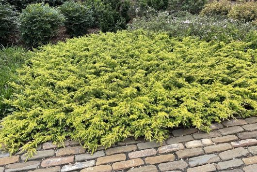 A lush, green ground cover bush beside a stone pathway in a garden, complemented by a young Sequoia 'Dawn Redwood' planted in an 8" pot.