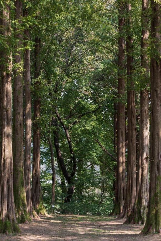 Tall Sequoia 'Dawn Redwood' trees from an 8" pot forming a natural pathway in a dense forest with sunlight filtering through the leaves.