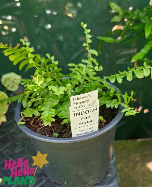 Nephrolepis 'Boston Montana Fern' in a 6-inch pot, labeled from Nielsen's Nursery & Co. as "Indoor Fern Boston Nephrolepis," with instructions to water when dry.