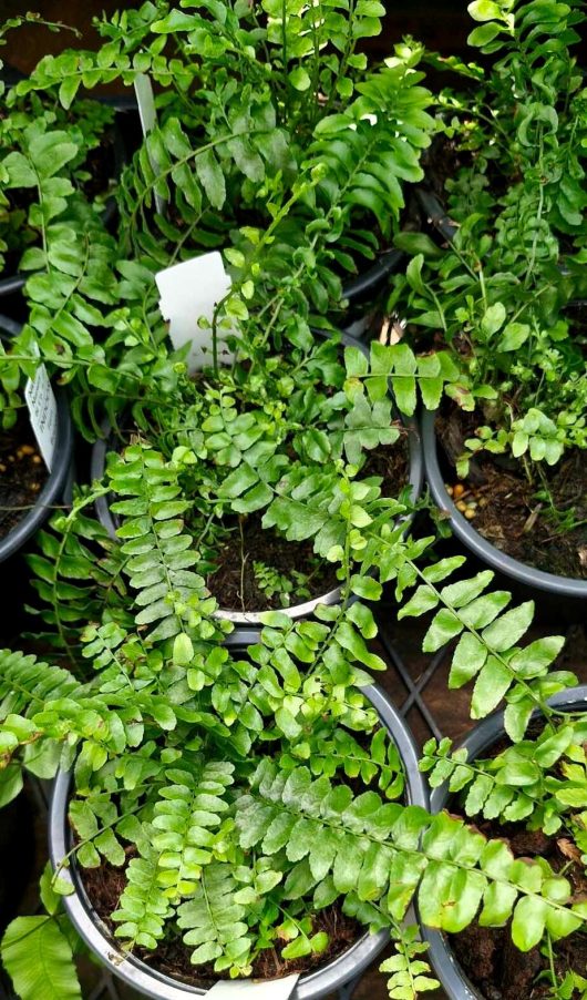 Nephrolepis 'Boston Montana Fern' fills 6" pots, with lush green ferns and overlapping fronds, creating a verdant tapestry.