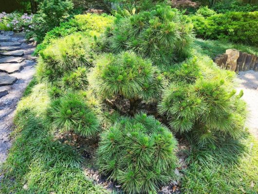 A garden scene featuring a dense cluster of green pine shrubs and a striking Sequoia 'Dawn Redwood' 8" Pot surrounded by grass and a stone path on the left.