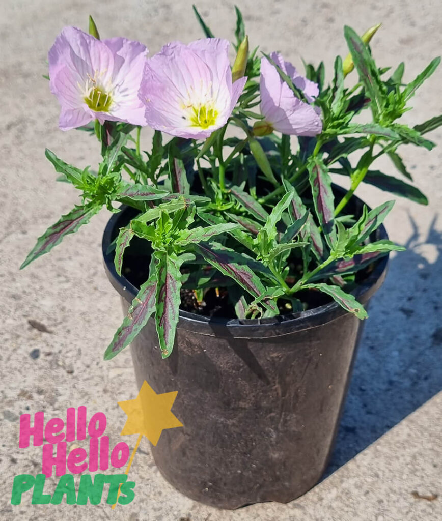 Oenothera Pink Evening Primrose 6 Pot Hello Hello Plants 2938