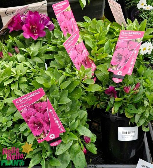 Alstroemeria 'Tamara' Peruvian Lily in 6" pots, featuring pink blooms and labeled tags, are beautifully displayed in a garden center.