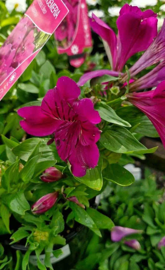 Close-up of the vibrant purple Alstroemeria 'Tamara' with long green leaves, surrounded by unopened buds, in a 6" pot.