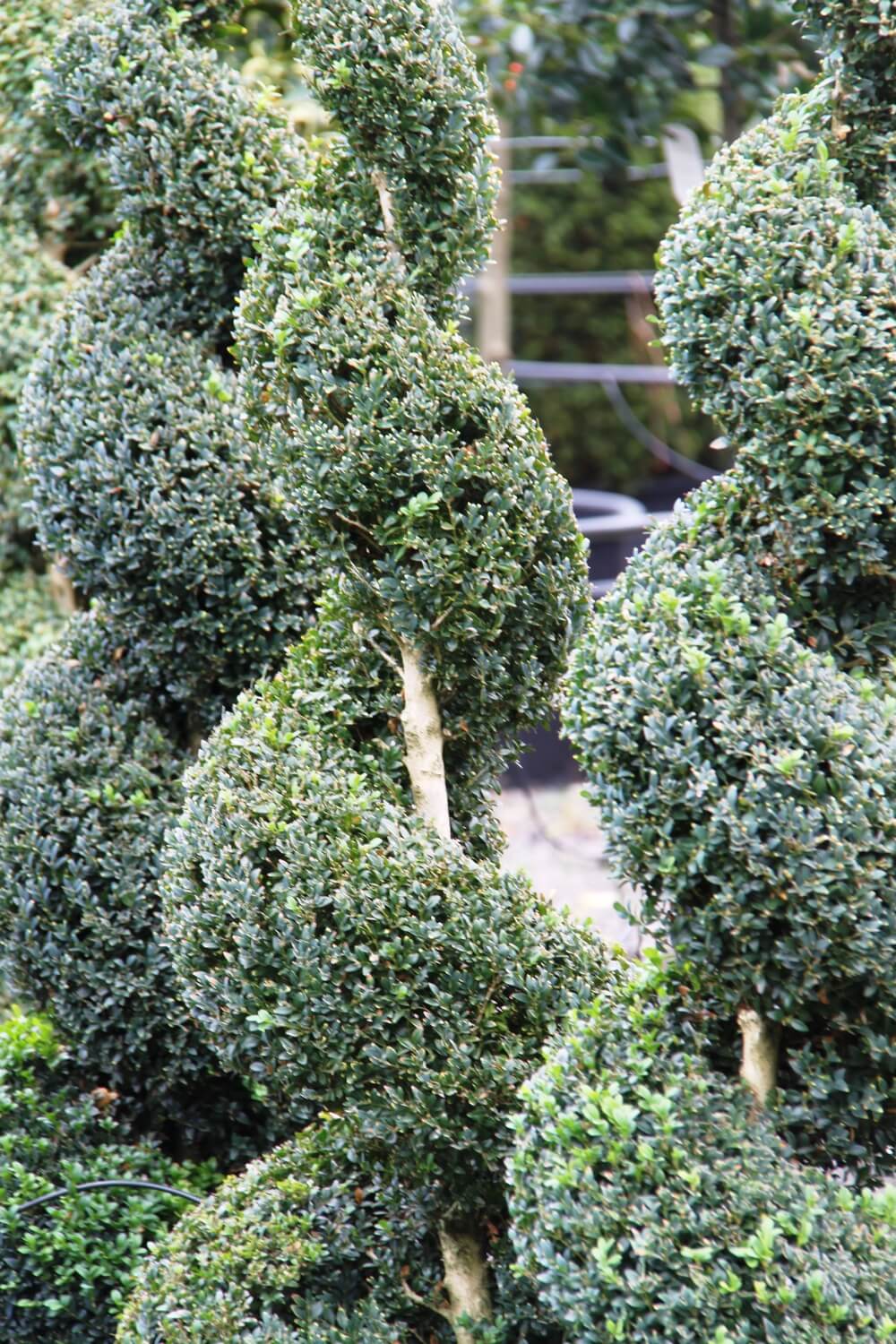 buxus sempervirens topiary