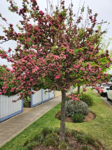 Crataegus laevigata Rosea Flore Pleno English Hawthorn Advanced Tree flowering with masses of pink flowers and upright branches with green leaves