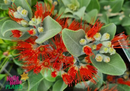 Metrosideros collina Velvet Sky New zealand Christmas Bush Foliage and Flower in late winter