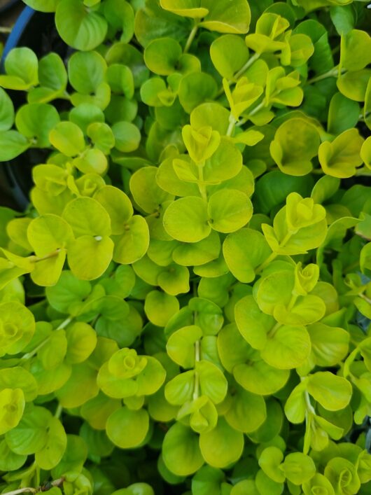 Lysimachia 'Creeping Jenny' - Hello Hello Plants & Garden Supplies