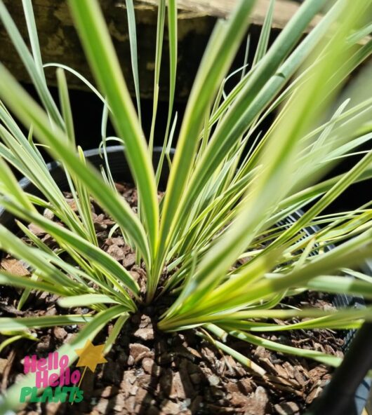 Lomandra 'White Sands' PBR 6" Pot