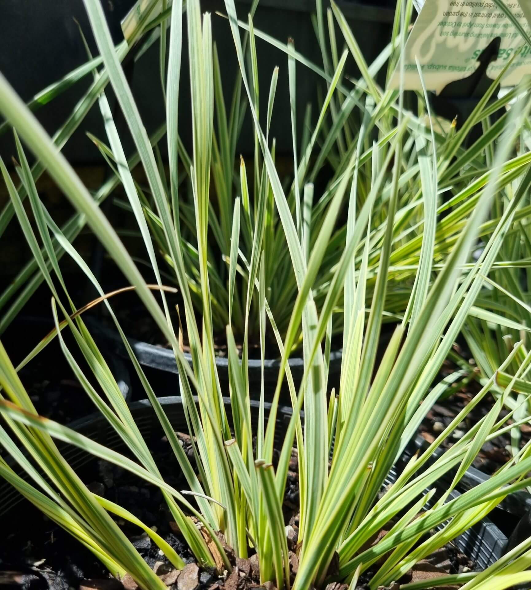 Lomandra 'White Sands' PBR 6