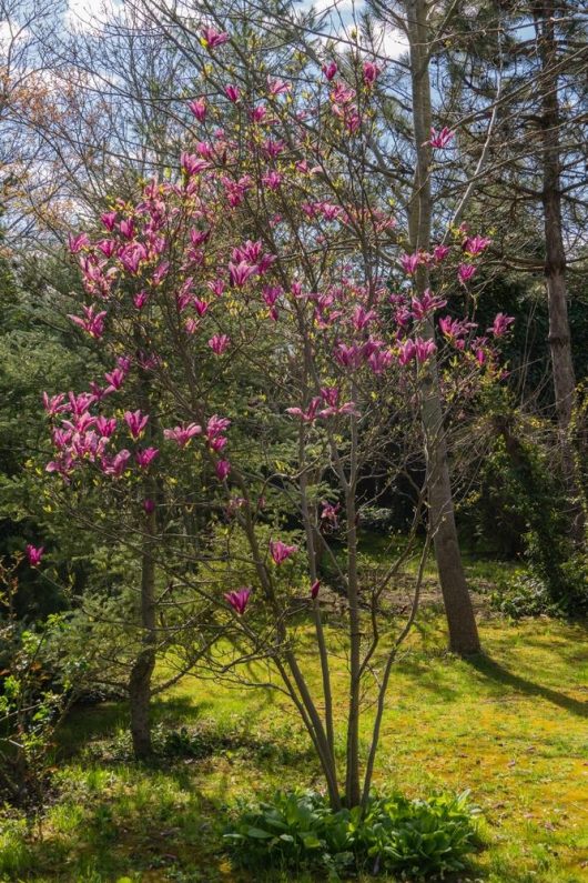 A small Magnolia 'Iolanthe' 16" Pot tree with bright pink flowers stands in a garden with green grass and other trees in the background on a sunny day, thriving beautifully.