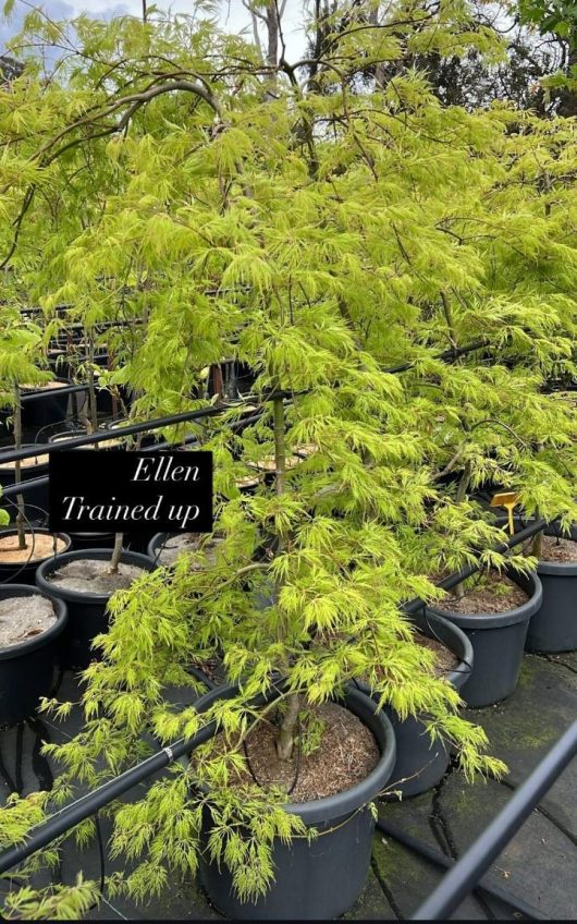 Acer 'Ellen' Japanese Maple, a radiant green plant in a nursery setting, stands elegantly labeled in its 20" pot.