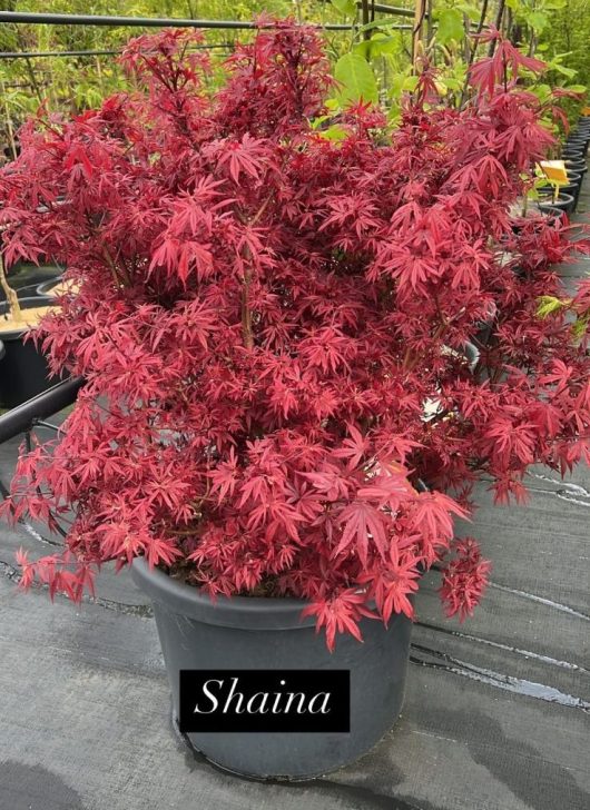 A 20" potted Acer 'Shaina' Japanese maple featuring vibrant red leaves.