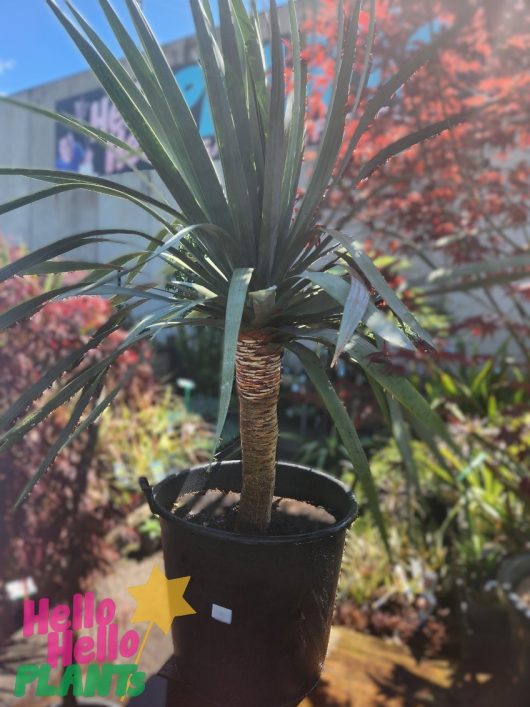 A Dracaena 'Dragon's Blood Tree' is elegantly displayed in a 24" pot, with its long, narrow leaves swaying gently in an outdoor garden. A small white label marks the pot, while a pink and green "Hello Hello Plants" logo embellishes the bottom left corner.