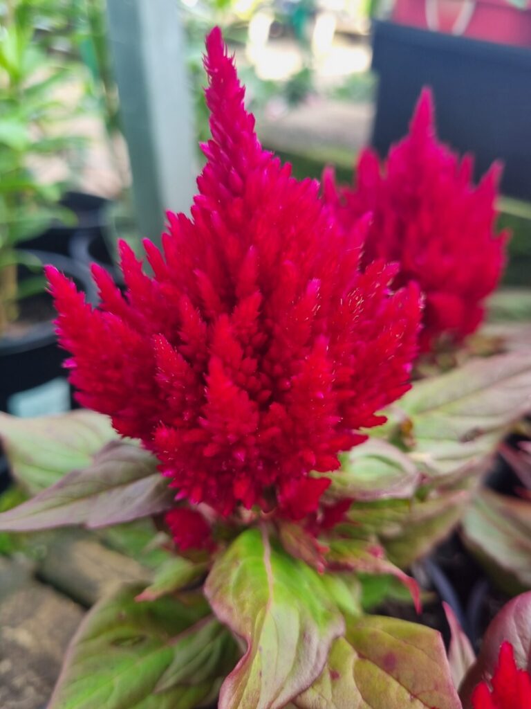 Celosia 'Kimono Red' 4