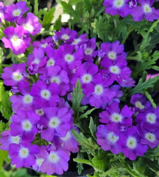 Verbena 'White Eye Purple' 6" Pot