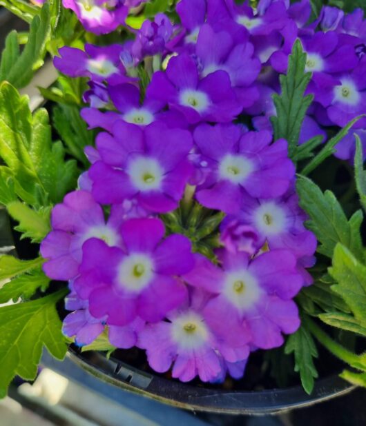 Verbena 'White Eye Purple' 6" Pot