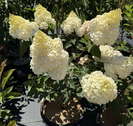 The Hydrangea 'Sundae Fraise' in a 13" pot features blooming clusters of white flowers amidst rich green foliage.