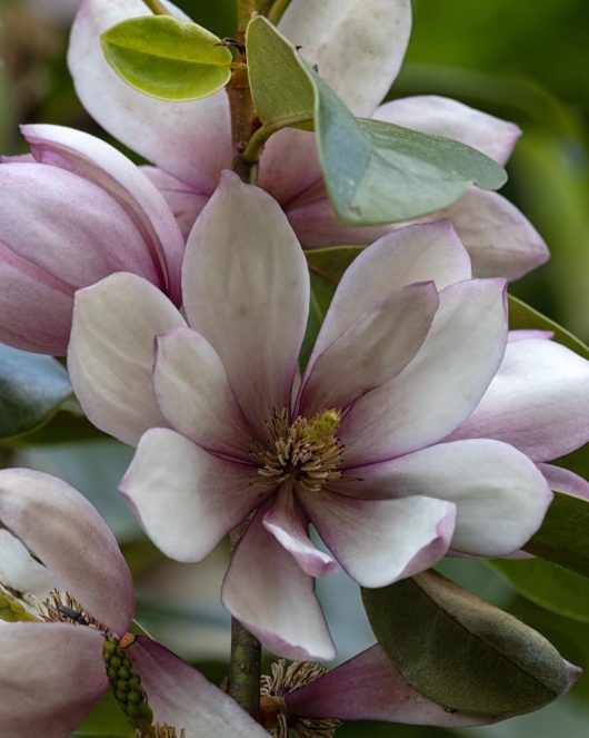 Close-up of a Magnolia 'Fairy® Blush' 8" Pot flower in full bloom, nestled in an 8" pot and surrounded by green leaves.