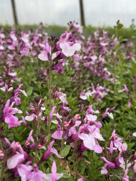 A cluster of Salvia Mirage™ 'Soft Pink' flowers in soft pink and white, accompanied by lush green leaves in a soothing garden setting.