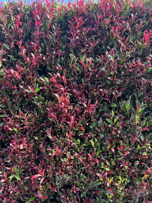 Under bright sunlight, the Acmena 'Ruby Tips' Lilly Pilly 12" Pot creates a dense hedge adorned with vibrant red and green leaves.