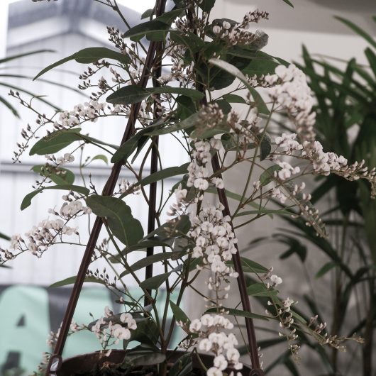 A close-up of a hanging Hardenbergia 'Flat White' plant with small white flowers and green leaves in a 6" pot. In the background, there are other plants and a partially visible building.