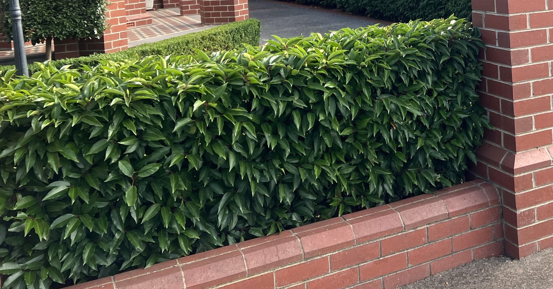 Medium Hedge (1-3m)